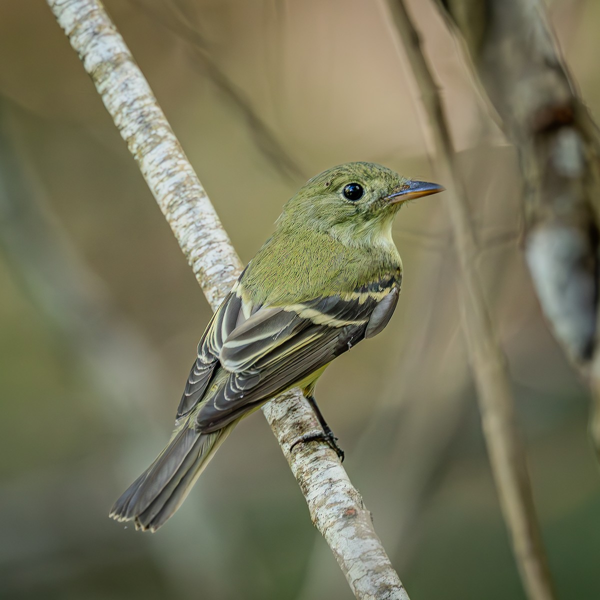 Acadian Flycatcher - ML644085577