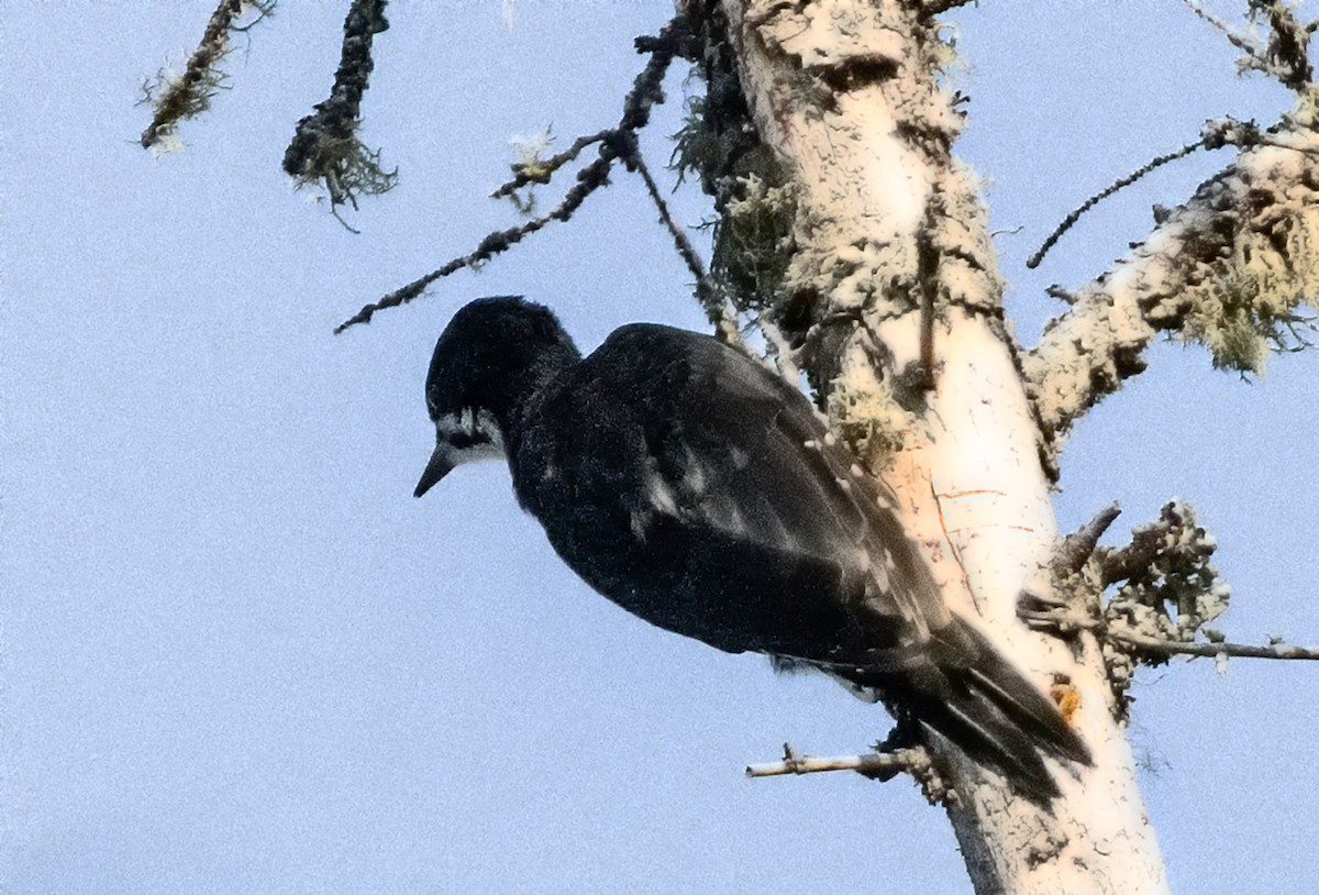 svartryggspett - ML644085579