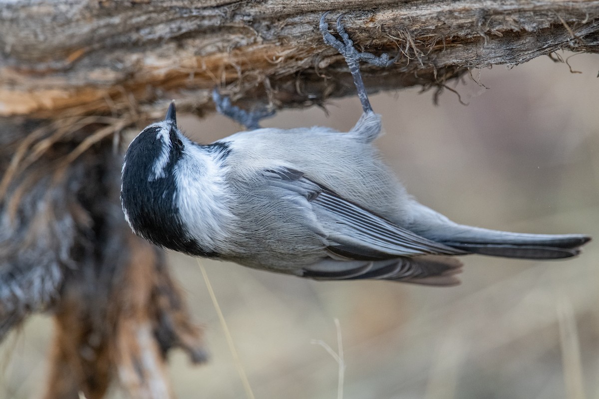 Mountain Chickadee - ML644085594