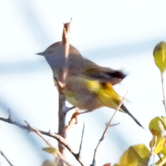 oransjekroneparula - ML644085597