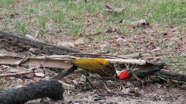 Black-rumped Flameback - ML644085599