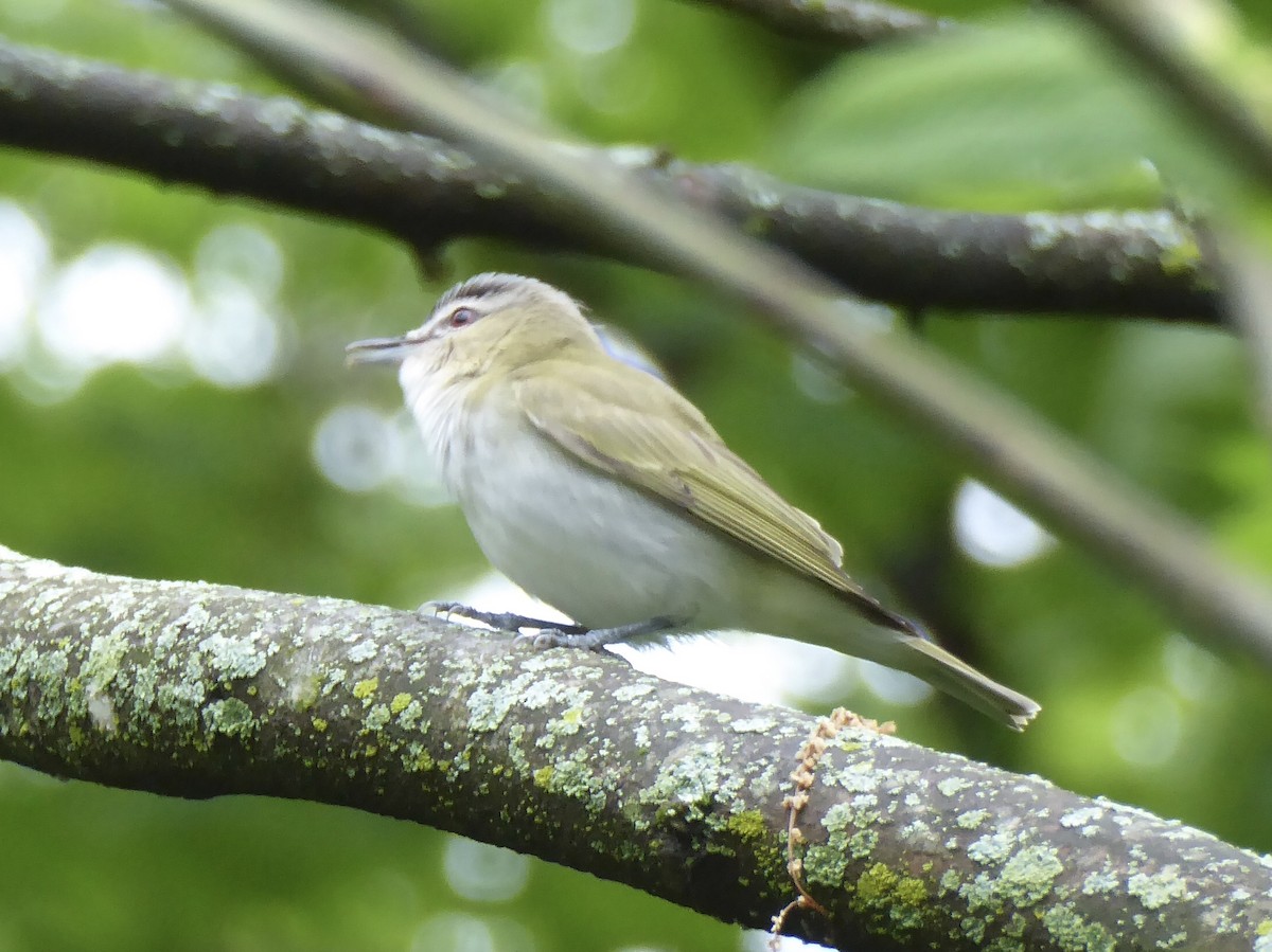 Rotaugenvireo - ML644085601