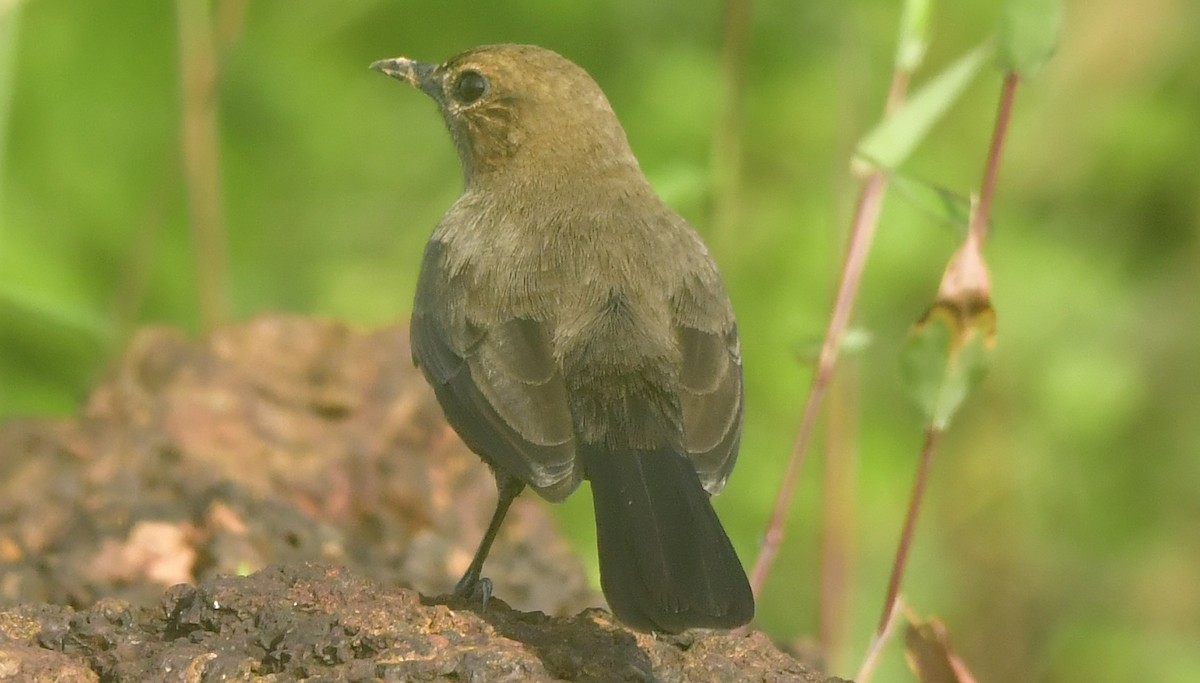 Indian Robin - ML644085646