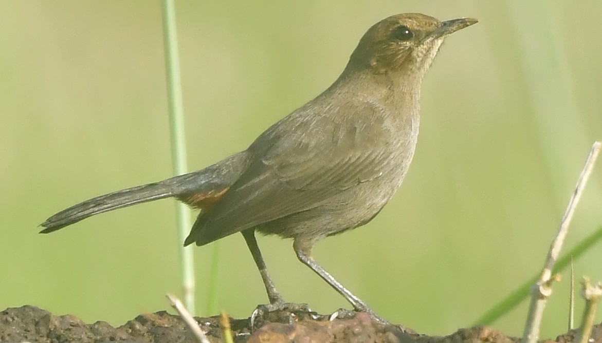 Indian Robin - ML644085647