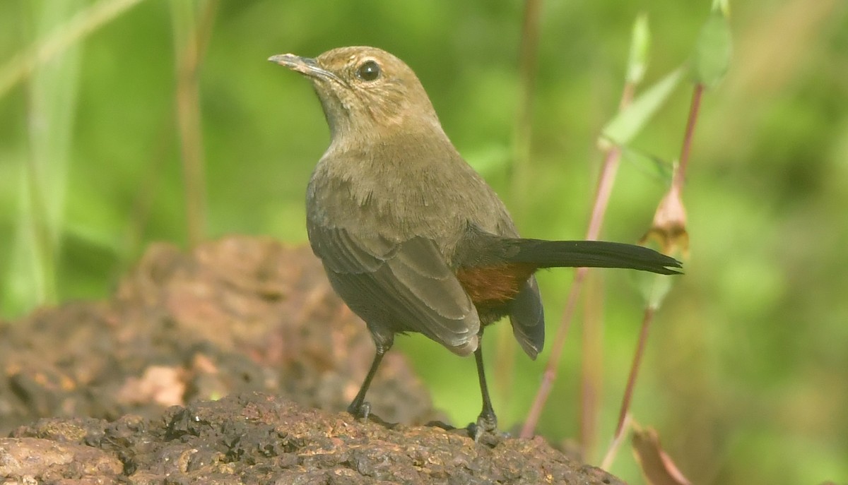 Indian Robin - ML644085648