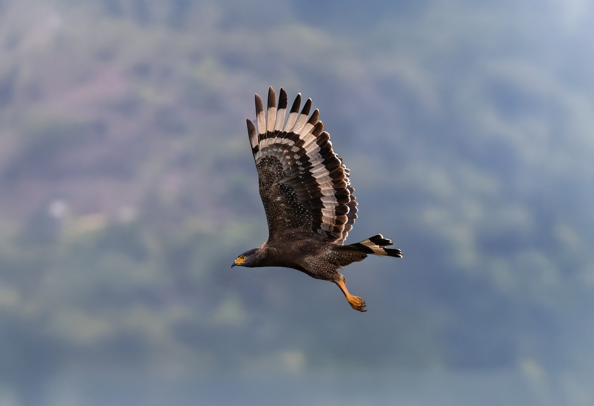 Crested Serpent-Eagle - ML644085652