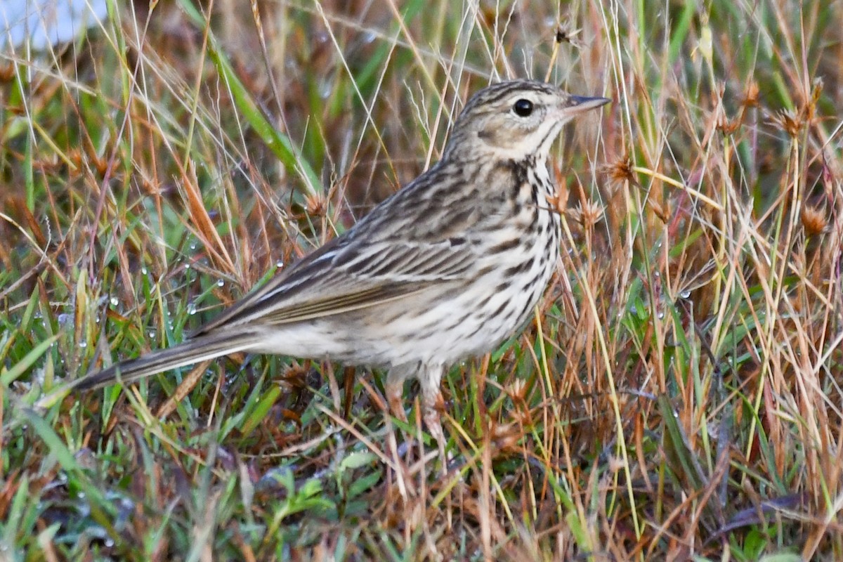 Pipit des arbres - ML644085672