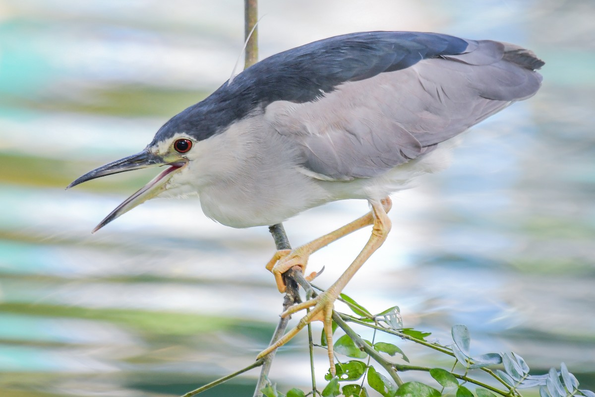 Black-crowned Night Heron - ML644085715