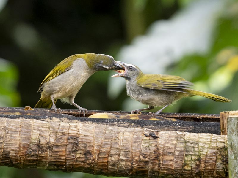 Buff-throated Saltator - ML644085716