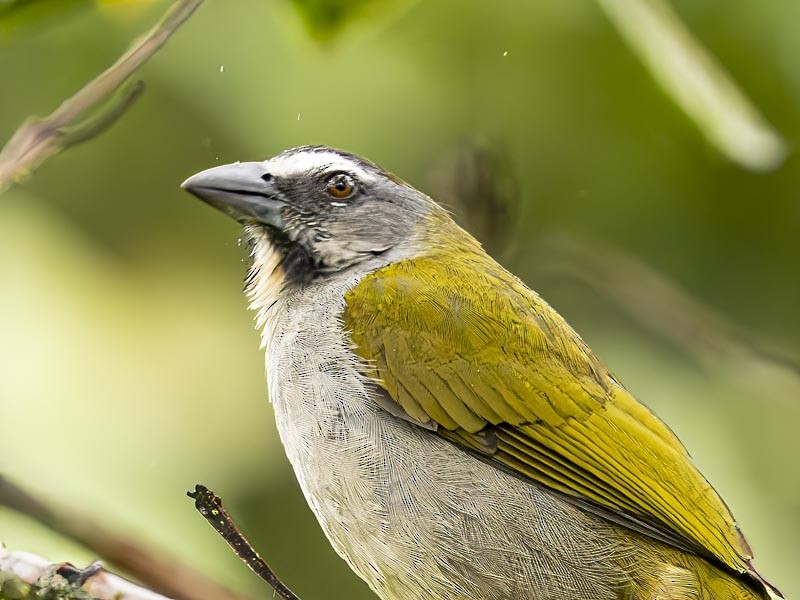 Buff-throated Saltator - ML644085717