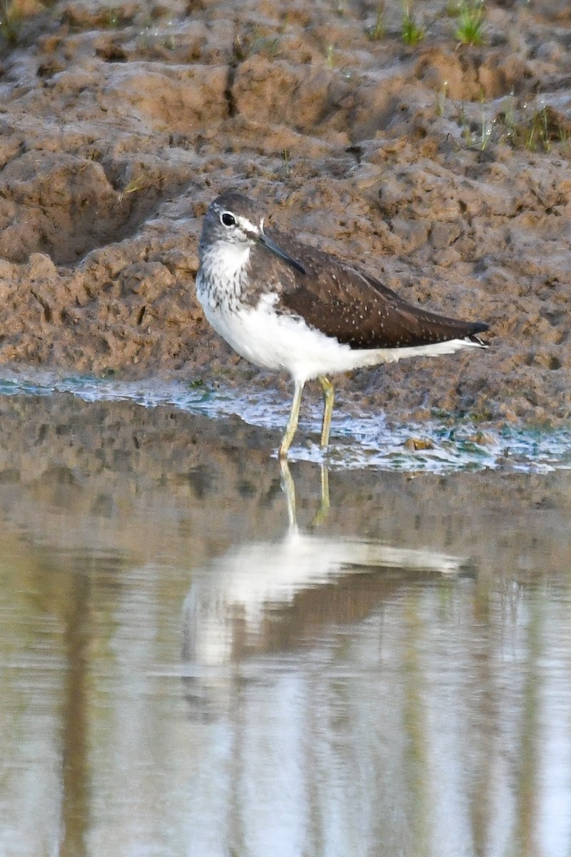 Green Sandpiper - ML644085728