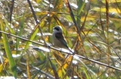 Eurasian Penduline-Tit - ML644085731