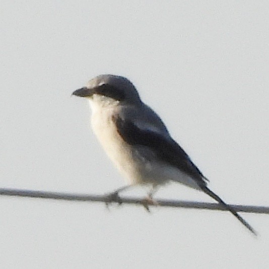 Loggerhead Shrike - ML644085739