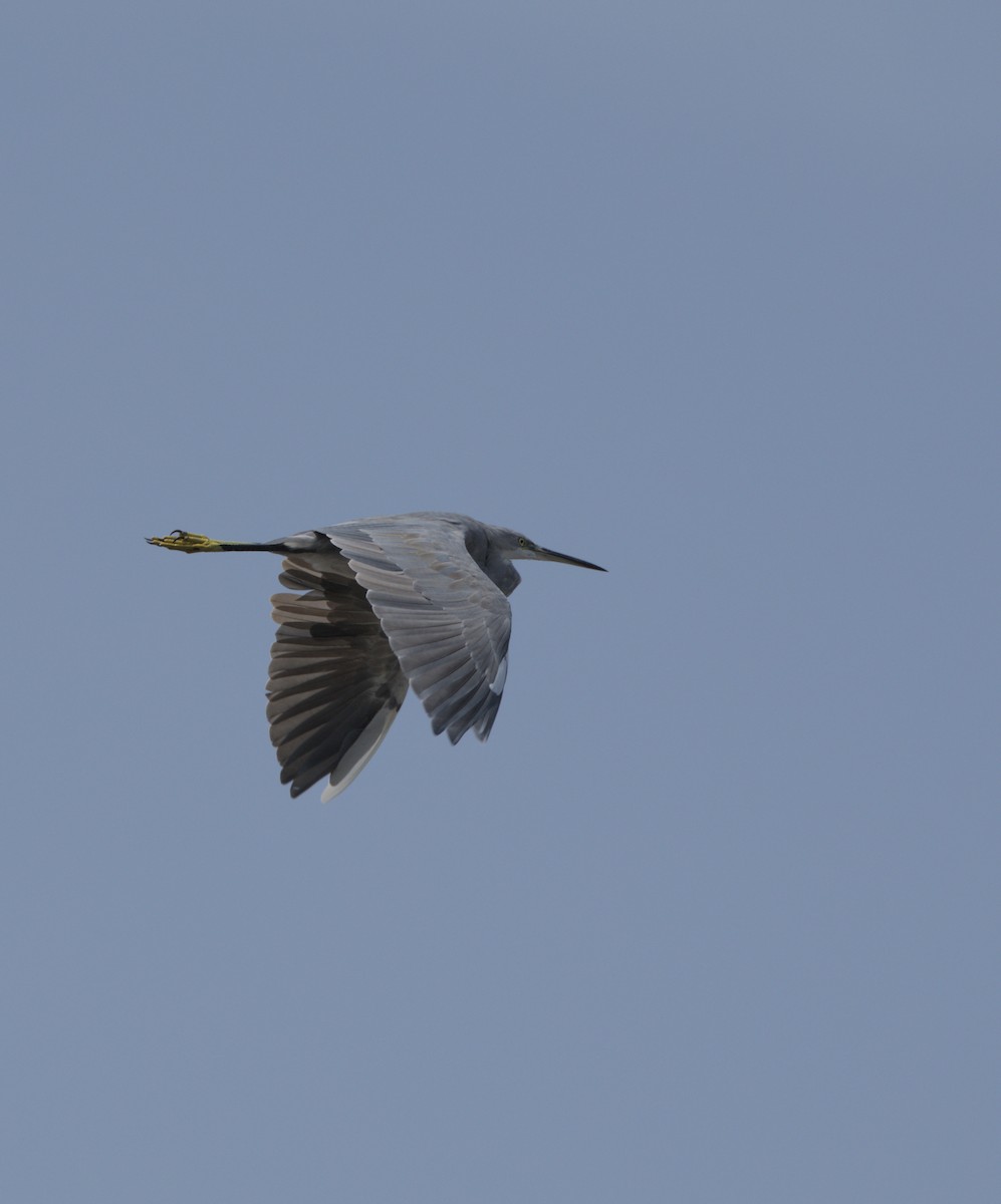 Western Reef-Heron - ML644085785