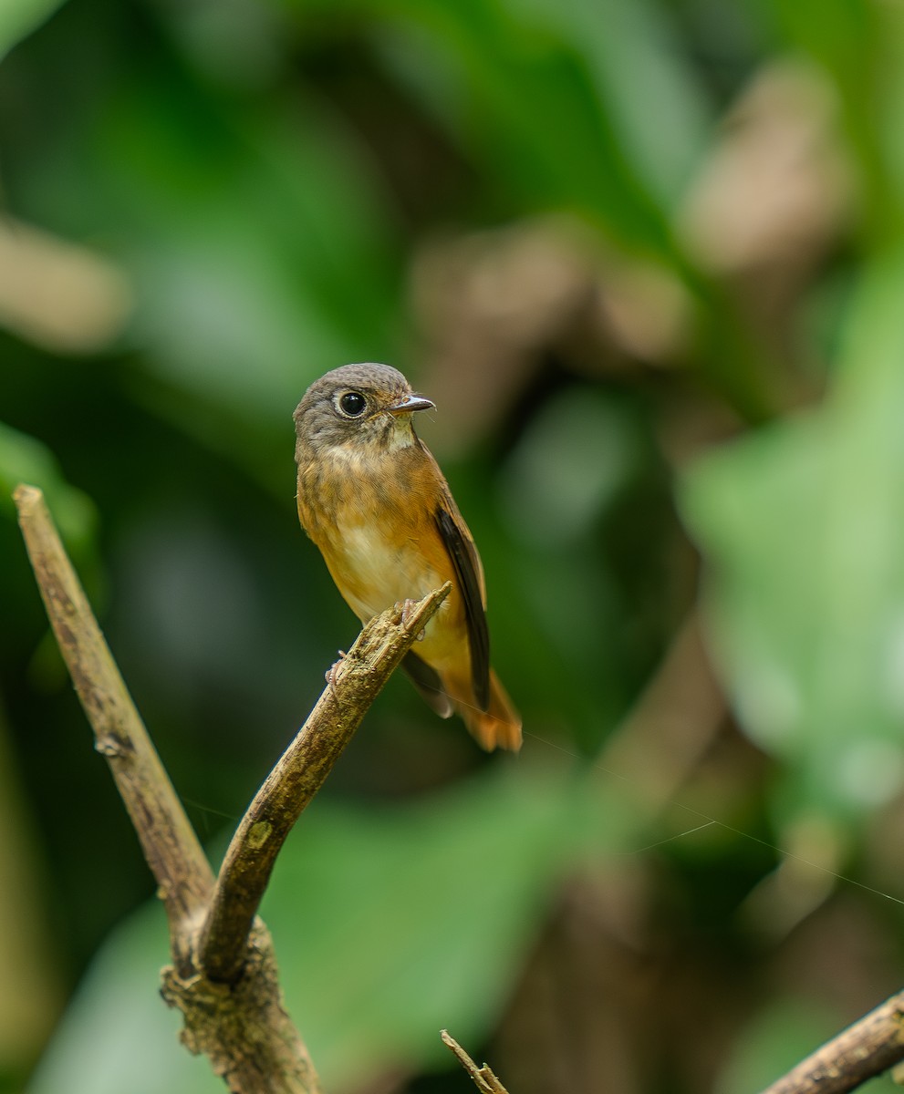 Ferruginous Flycatcher - ML644085787