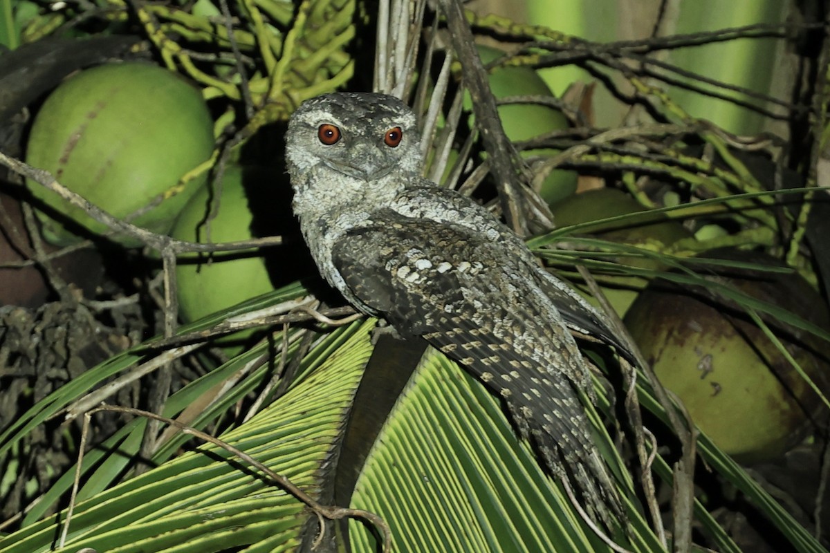 Papuan Frogmouth - ML644085788