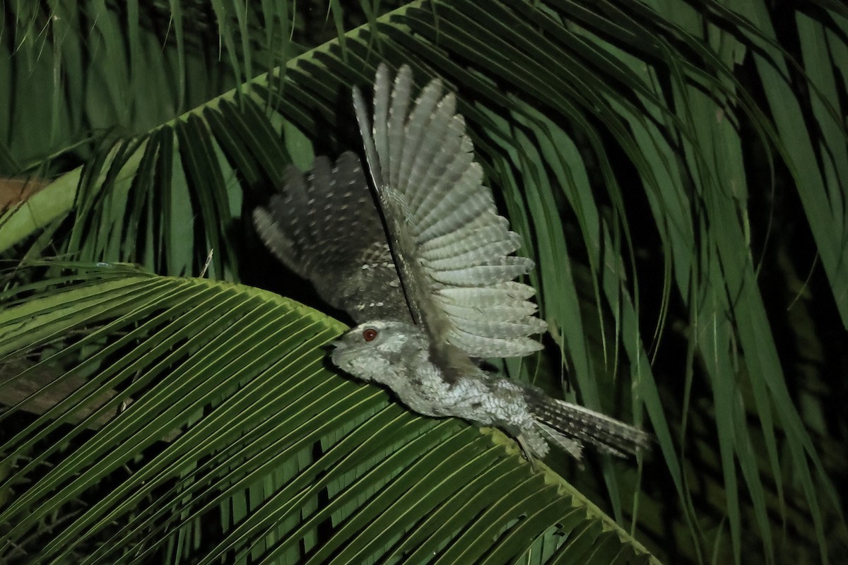 Papuan Frogmouth - ML644085802