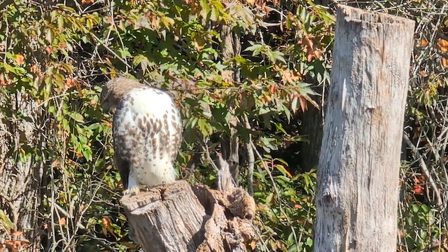 Red-tailed Hawk - ML644085811