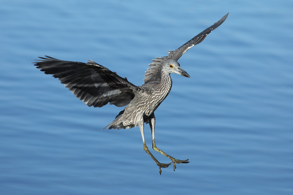 Yellow-crowned Night Heron - ML644085815