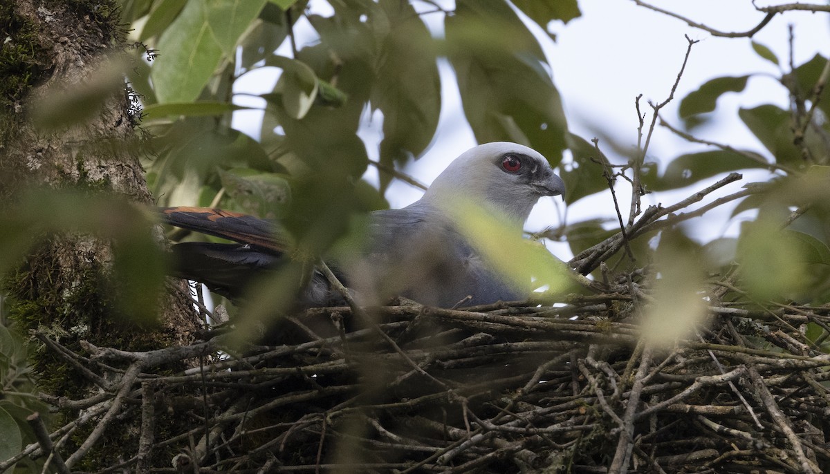 Plumbeous Kite - ML644085825