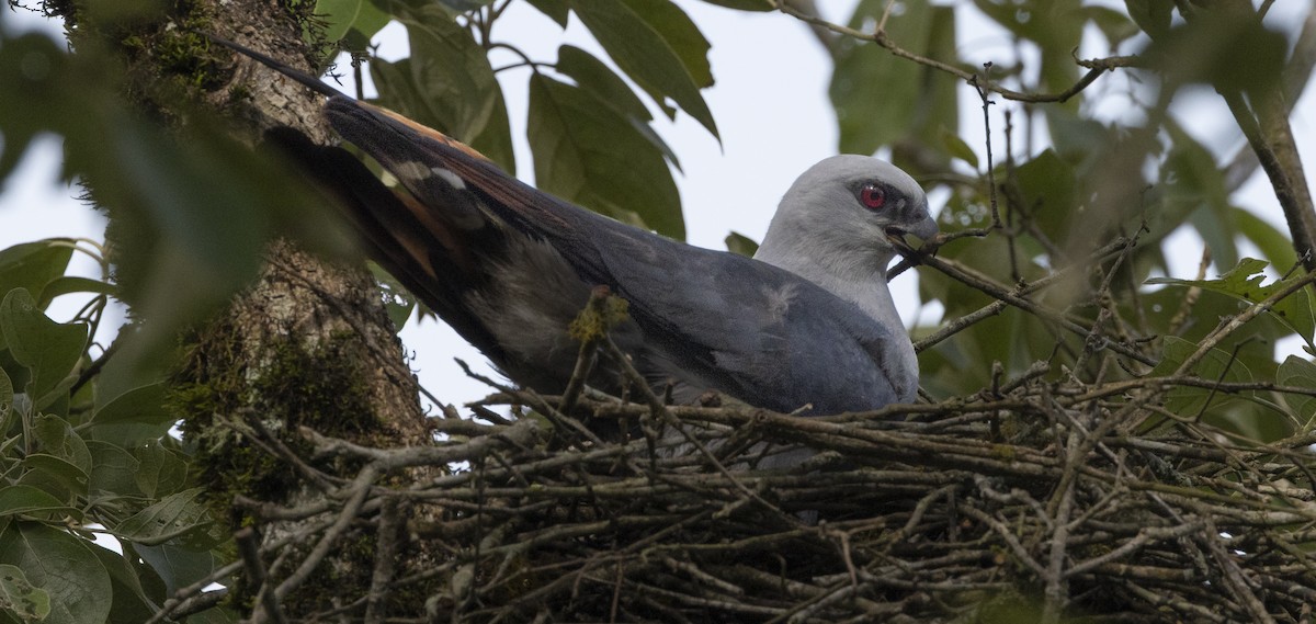 Plumbeous Kite - ML644085826