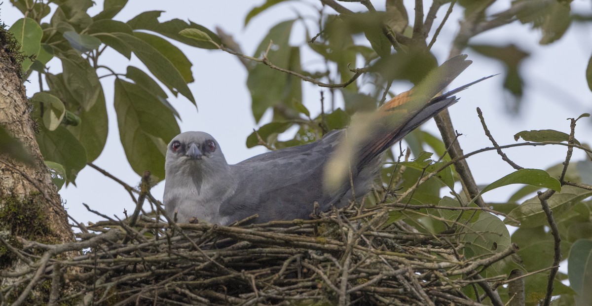 Plumbeous Kite - ML644085827