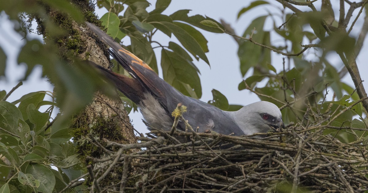 Plumbeous Kite - ML644085828