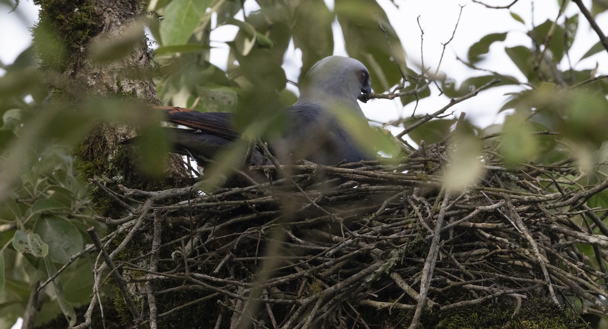Plumbeous Kite - ML644085829