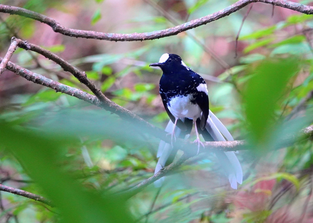Spotted Forktail - ML644085834