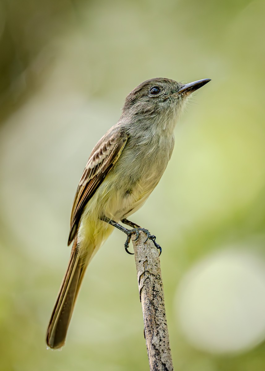 La Sagra's Flycatcher - ML644085845
