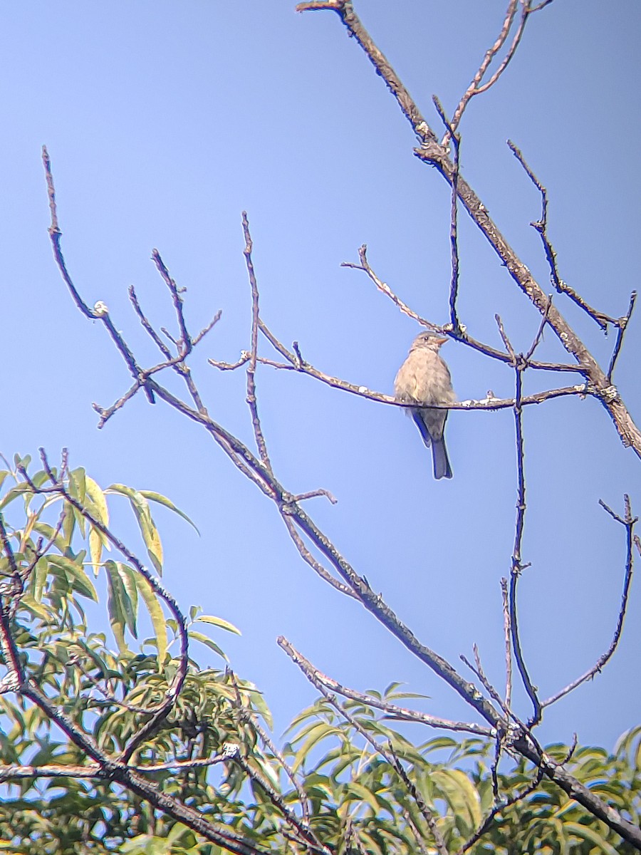 Greater Pewee - ML644085849