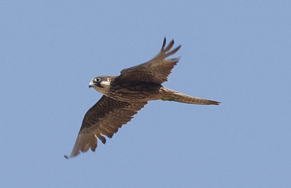 Ada Doğanı - ML644085850