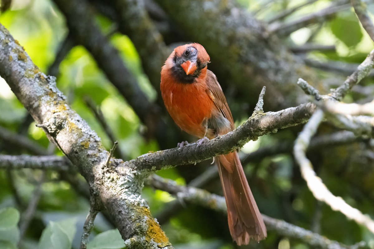 Cardinal rouge - ML644085857