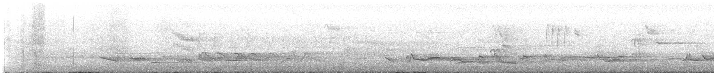 Zozo arrunta - ML644085862