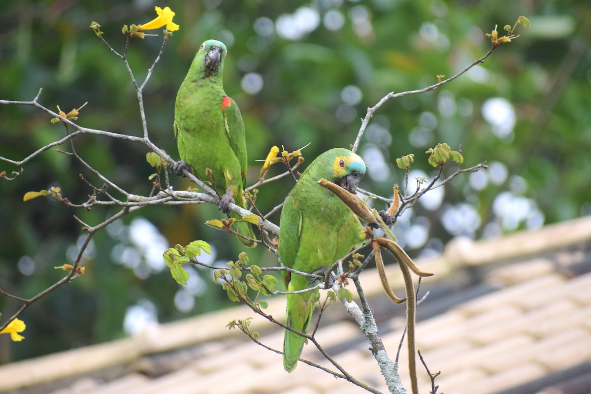 Amazona Frentiazul - ML644085898