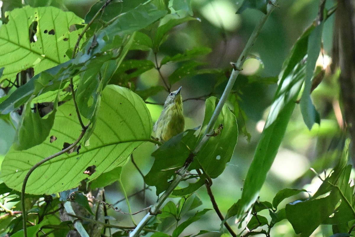 Pin-striped Tit-Babbler - ML644085909