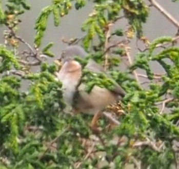 ニシアコウザンムシクイ - ML644085914