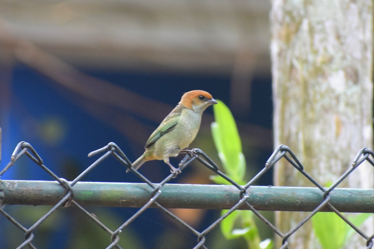 Black-backed Tanager - ML644085917