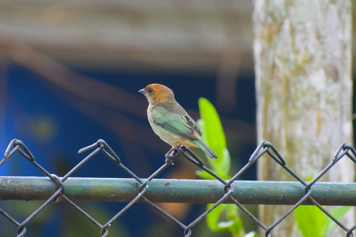 Black-backed Tanager - ML644085918