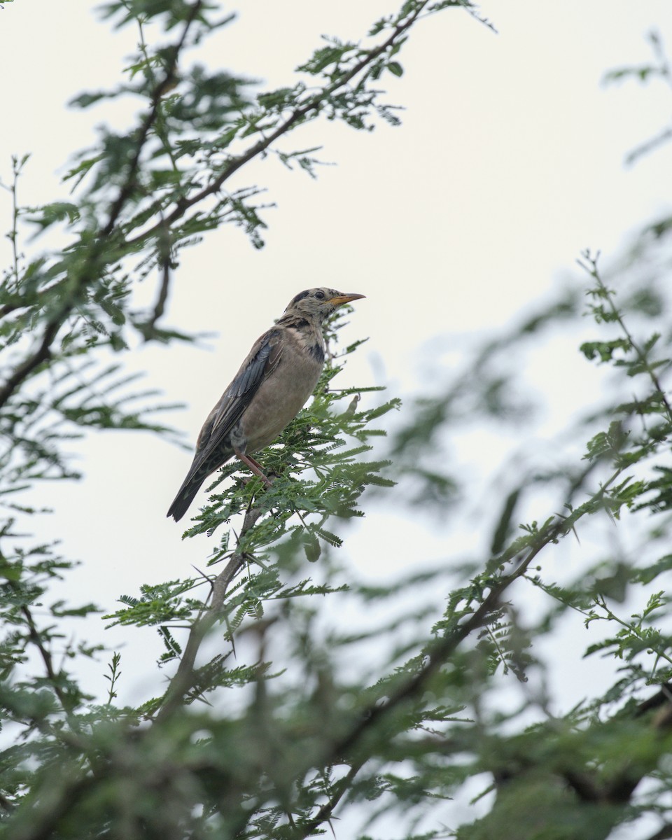 Rosy Starling - ML644085928