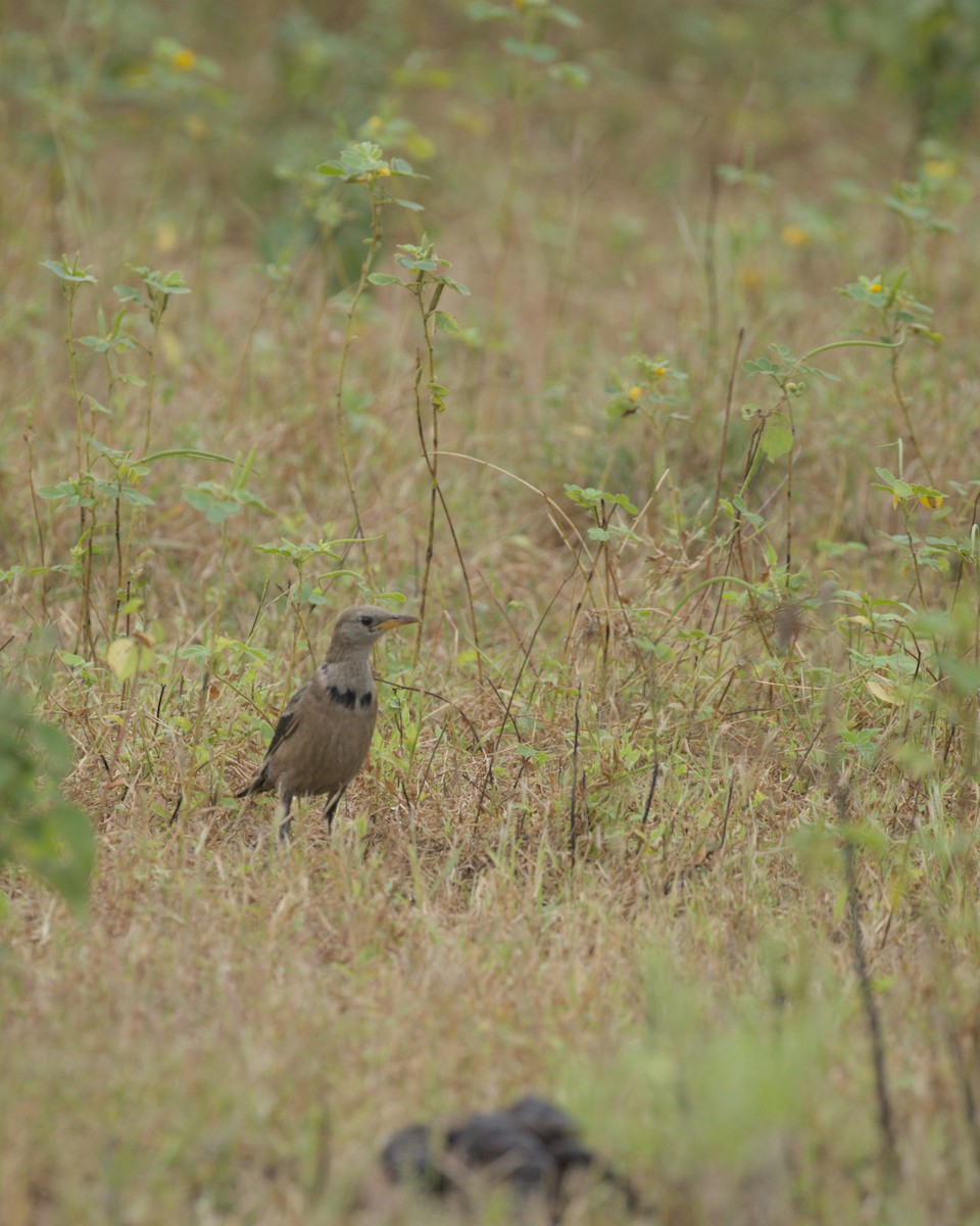 Rosy Starling - ML644085929