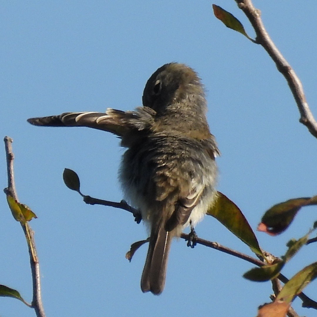 Empidonax sp. - ML644085947