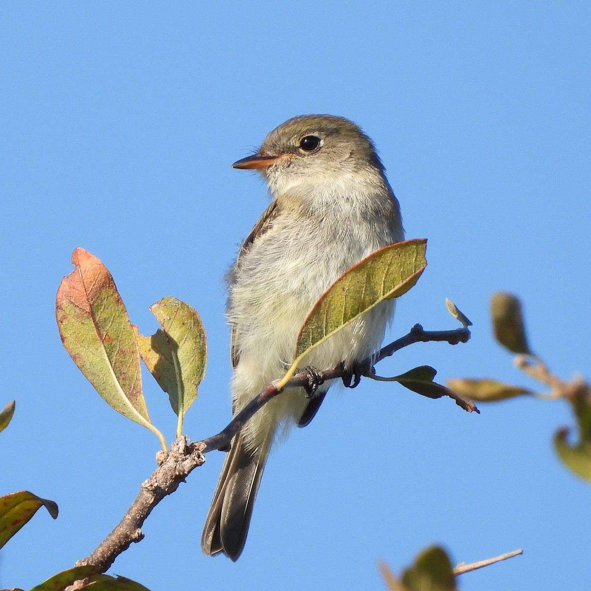 Empidonax sp. - ML644085949