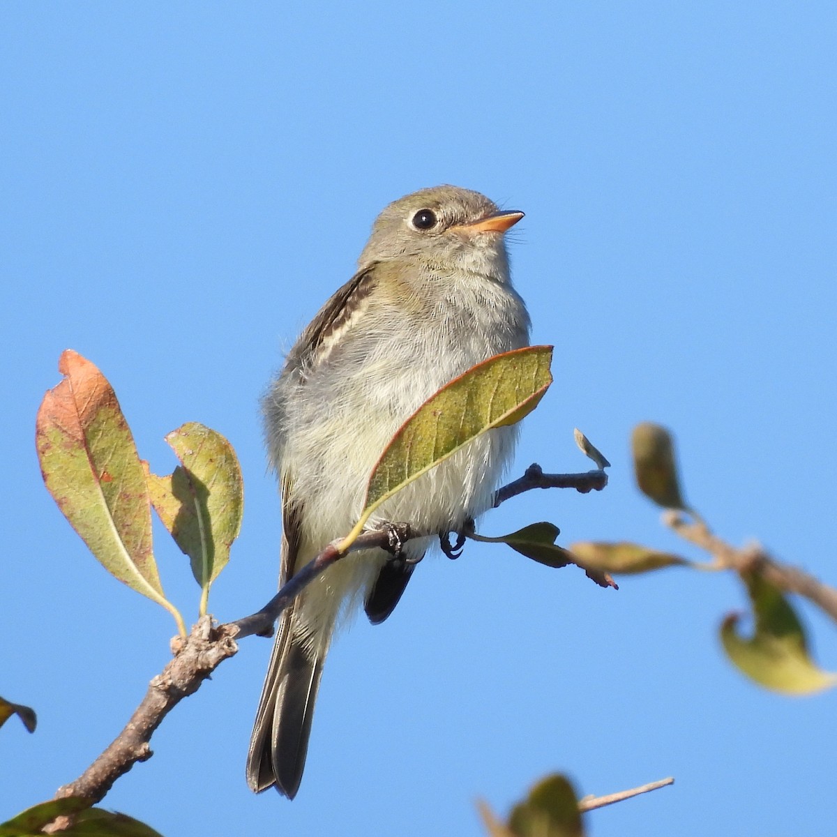 Empidonax sp. - ML644085950