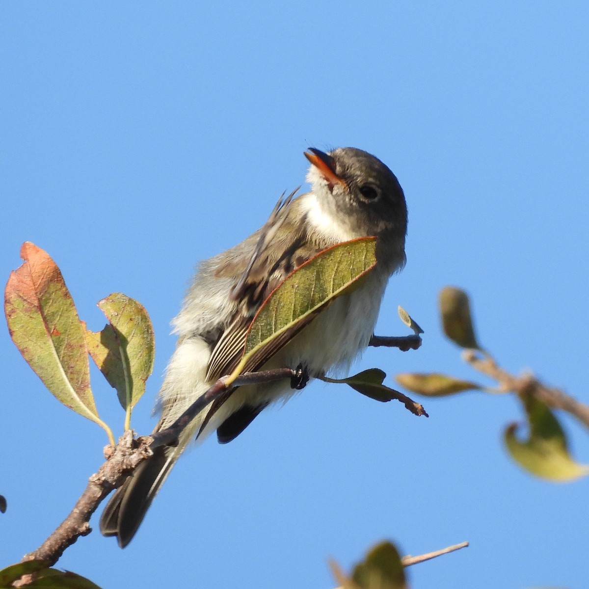 Empidonax sp. - ML644085951