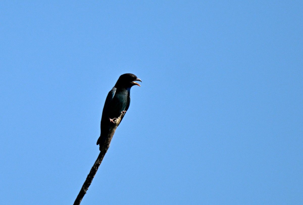 Dollarbird - ML644085954