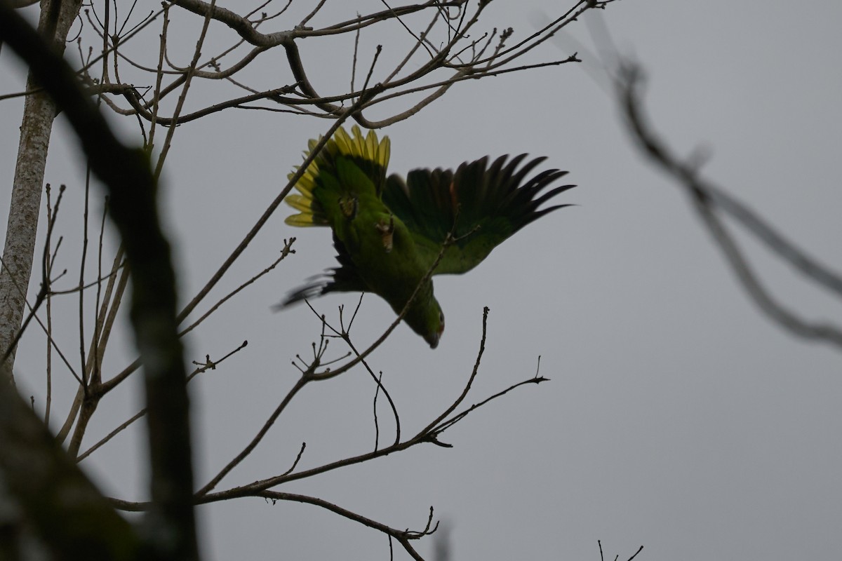 Red-lored Amazon - ML644085986
