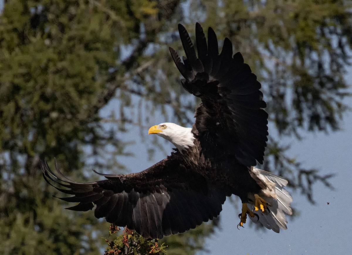 Bald Eagle - ML644086050