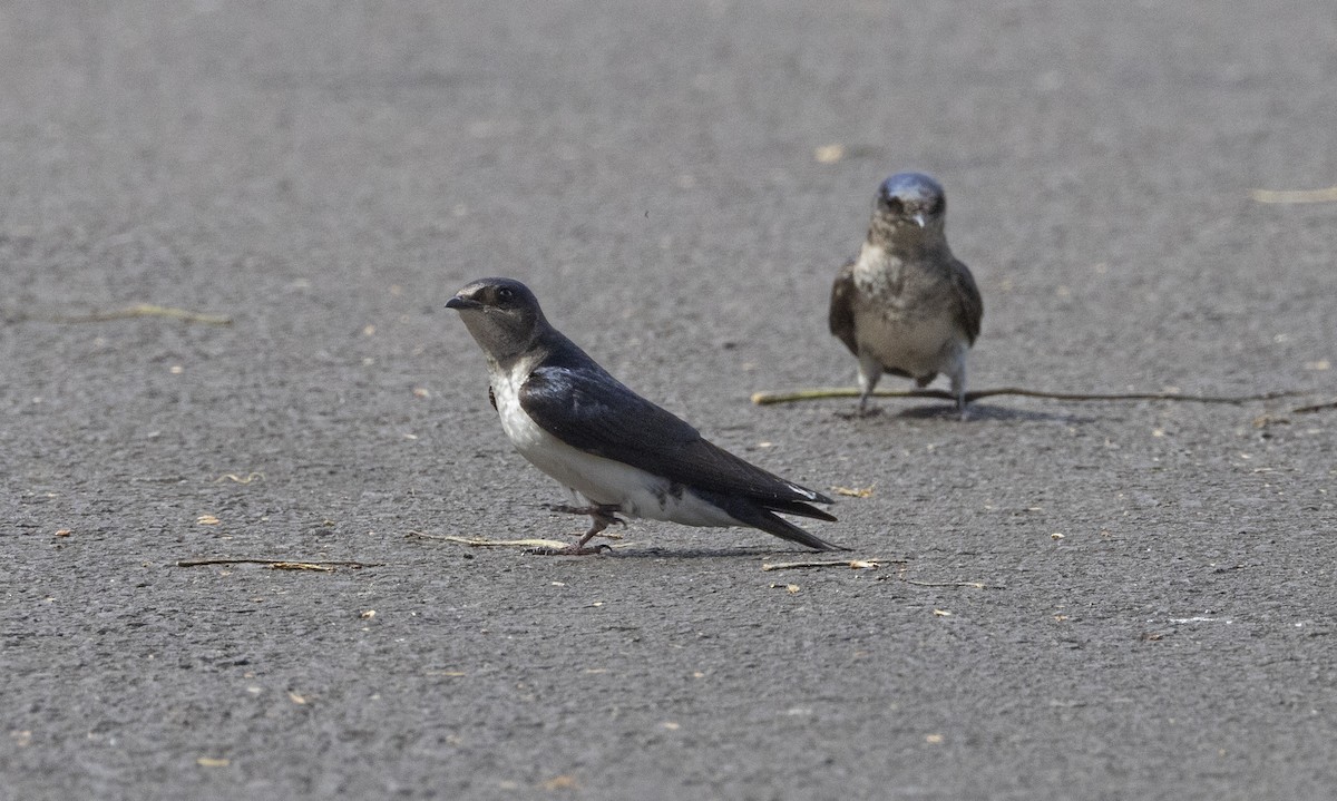 Gray-breasted Martin - ML644086068