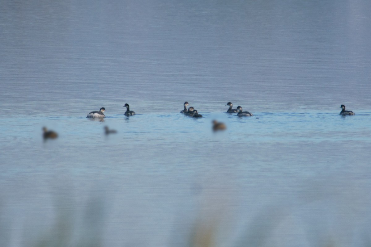 Eared Grebe - ML644086077